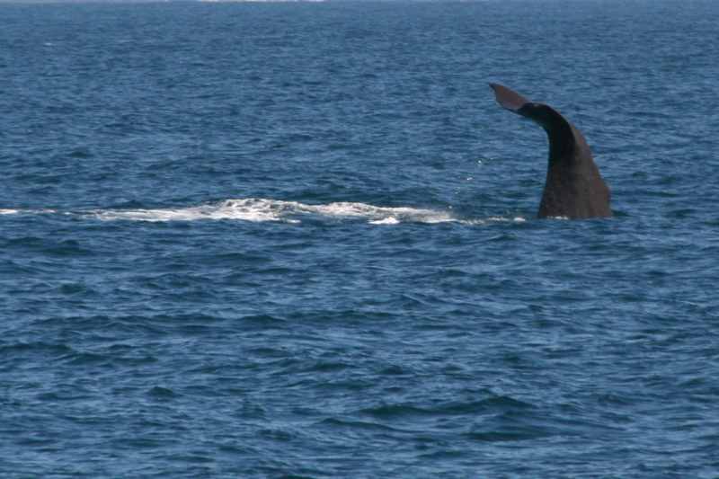 Nieuw-Zeeland 2011 - 1225